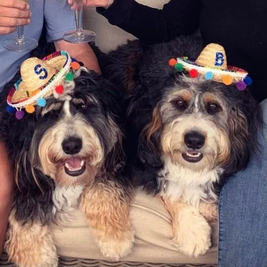 Sombrero Party Hat with pom trim
