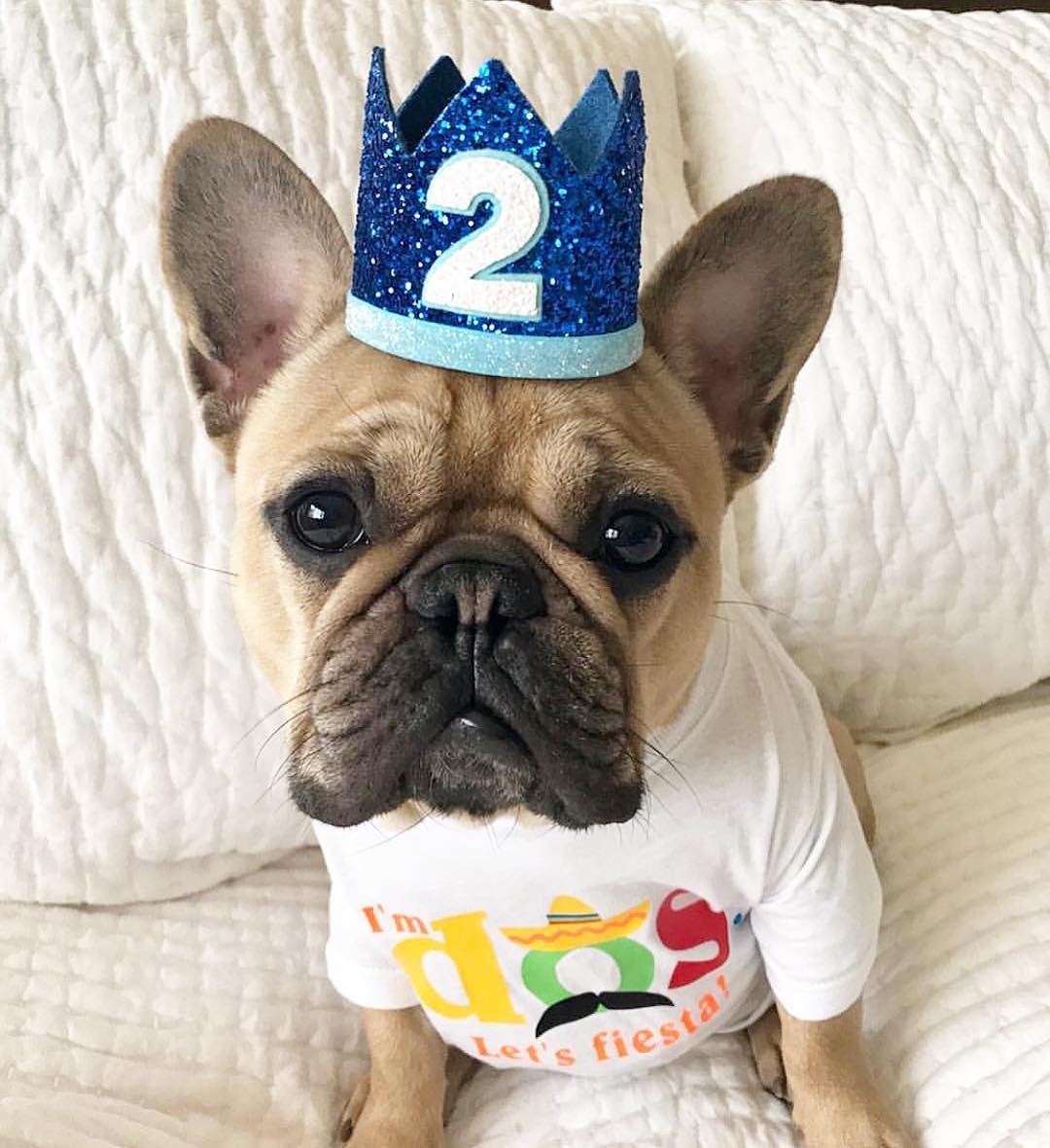 Dog Birthday Crown, Pet Birthday Hat, Dog Birthday Crown, Pet Birthday, Dog Birthday Party