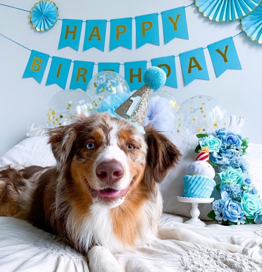 Pet Party Hat, Dog Birthday Party Hat, Birthday Hat, Dog Birthday Party Hat, Pet Party,  Little Blue Olive