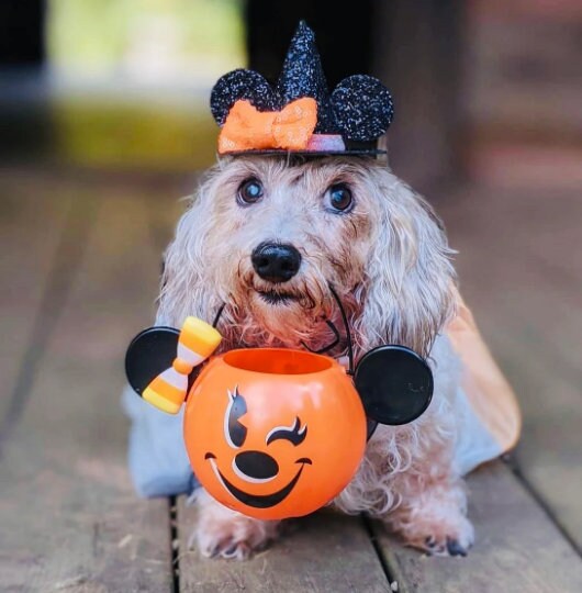First Birthday Party Crown, 1st Birthday Party Hat, Birthday Party Hat, Little Blue Olive, Halloween Party, Halloween Birthday