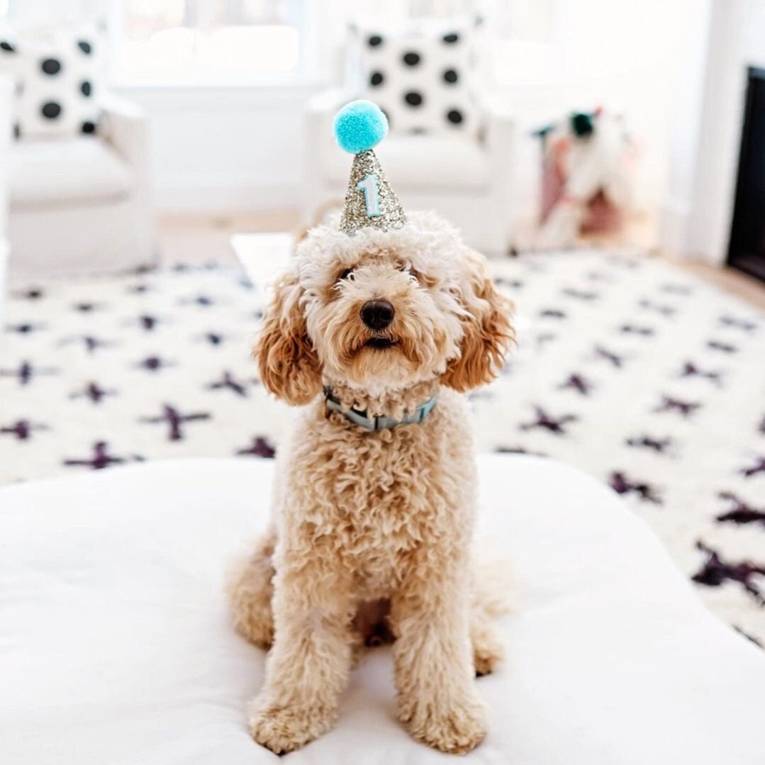 Pet Party Hat, Dog Birthday Party Hat, Birthday Hat, Dog Birthday Party Hat, Pet Party,  Little Blue Olive