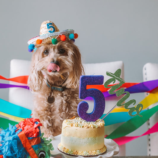 Pet Sombrero, Birthday Hat, Party Hat, Dog Party Hat, Any Number Party Hat, Pet Party Hat, Pet Party, Little Blue Olive